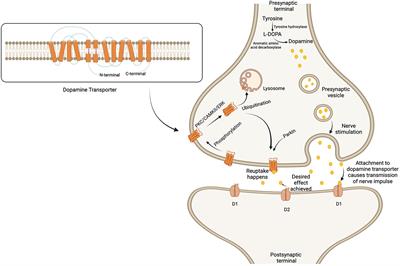 Targeting dopamine transporter to ameliorate cognitive deficits in Alzheimer's disease